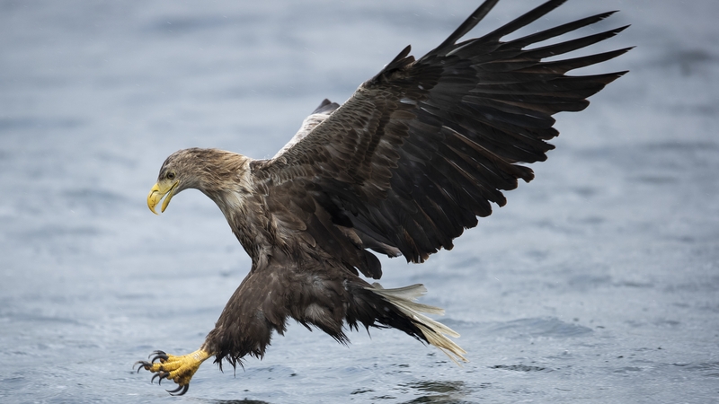 Éan creiche atá neamhchoitianta in Éirinn is ea an tIolar Mara (Stoc-íomhá)