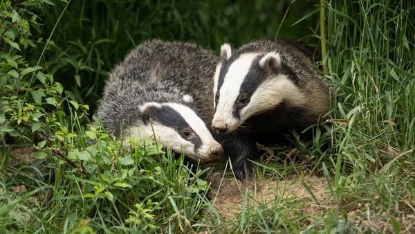 (Stock image) Documentation lodged with that application records the presence of two badger setts within the proposed development site.