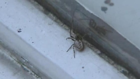 Spider (2005)