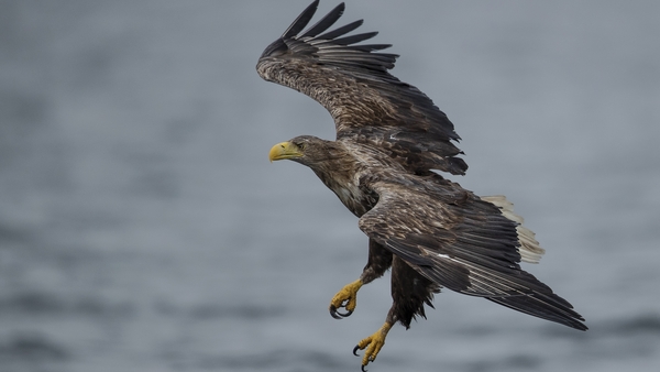 The female eagle was part of a White-Tailed Eagle Reintroduction Programme (Stock image)