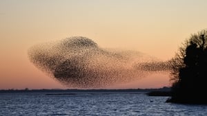 Mesmerising displays: a starling murmuration show image