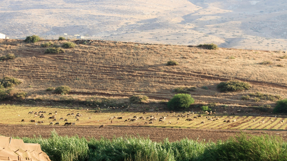 Farming in the West Bank