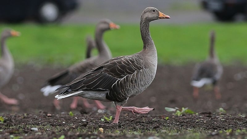 The first bird flu case was confirmed after tests on a sample collected from a wild goose found around Black Lough in Co Tyrone (file image)