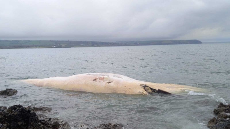 The remains of the badly decomposed mammal are thought to have come ashore in the Ballinclamper area
