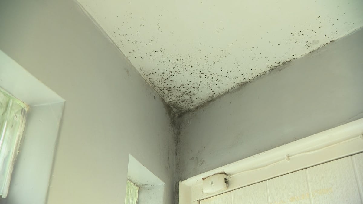 Laura de Barra on dealing with the dreaded indoor mould 