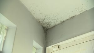 Laura de Barra on dealing with the dreaded indoor mould  show image