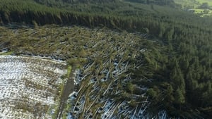 The clean up from Storm Éowyn still on going a year on  show image