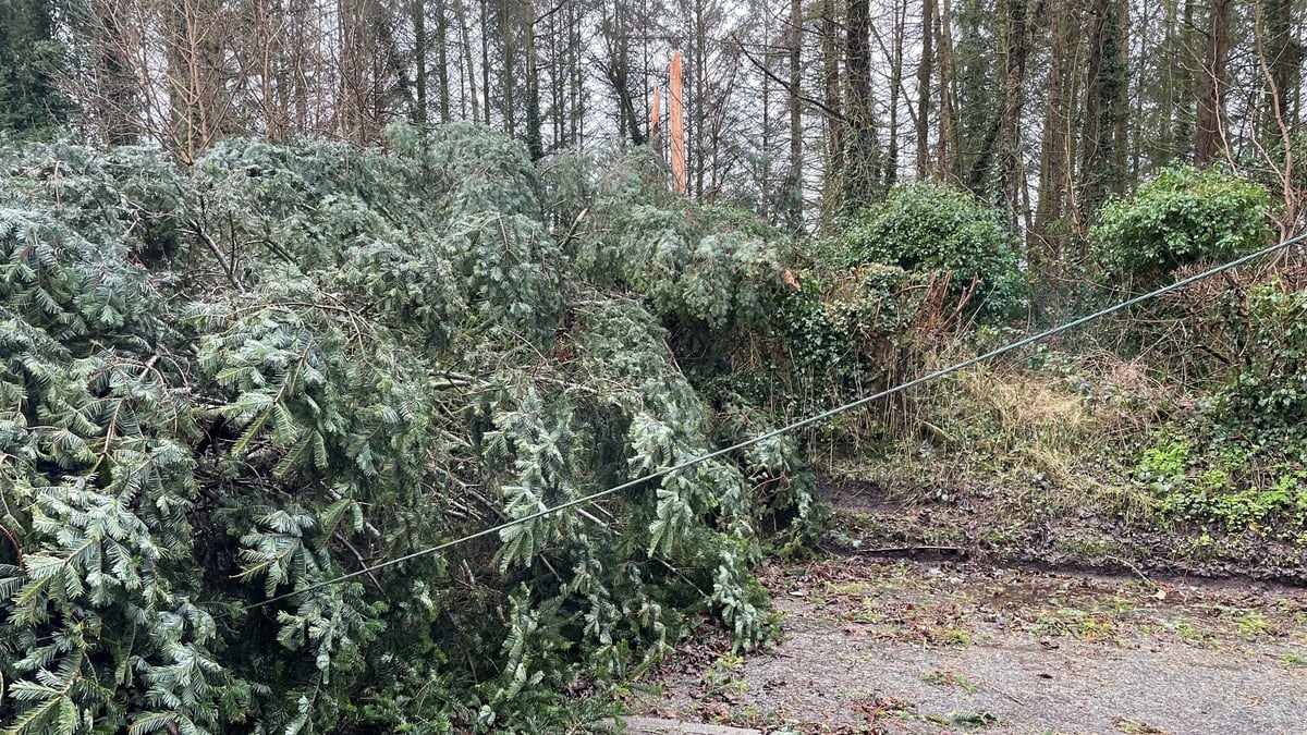 Food & Forests - Casualties Of The Storm