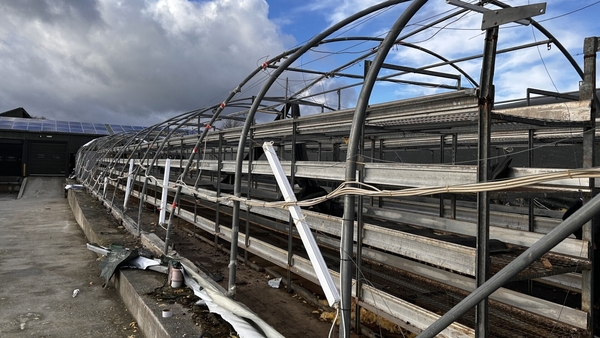 Growing tunnels at a mushroom farm in Co Westmeath were completely destroyed during Storm Éowyn