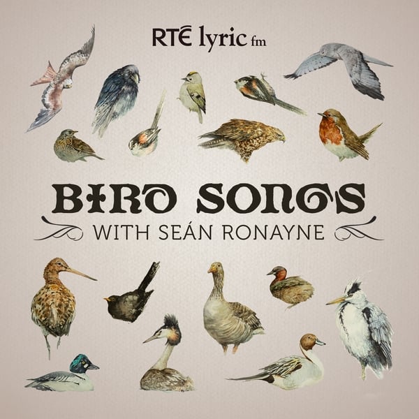 Bird Songs with Seán Ronayne