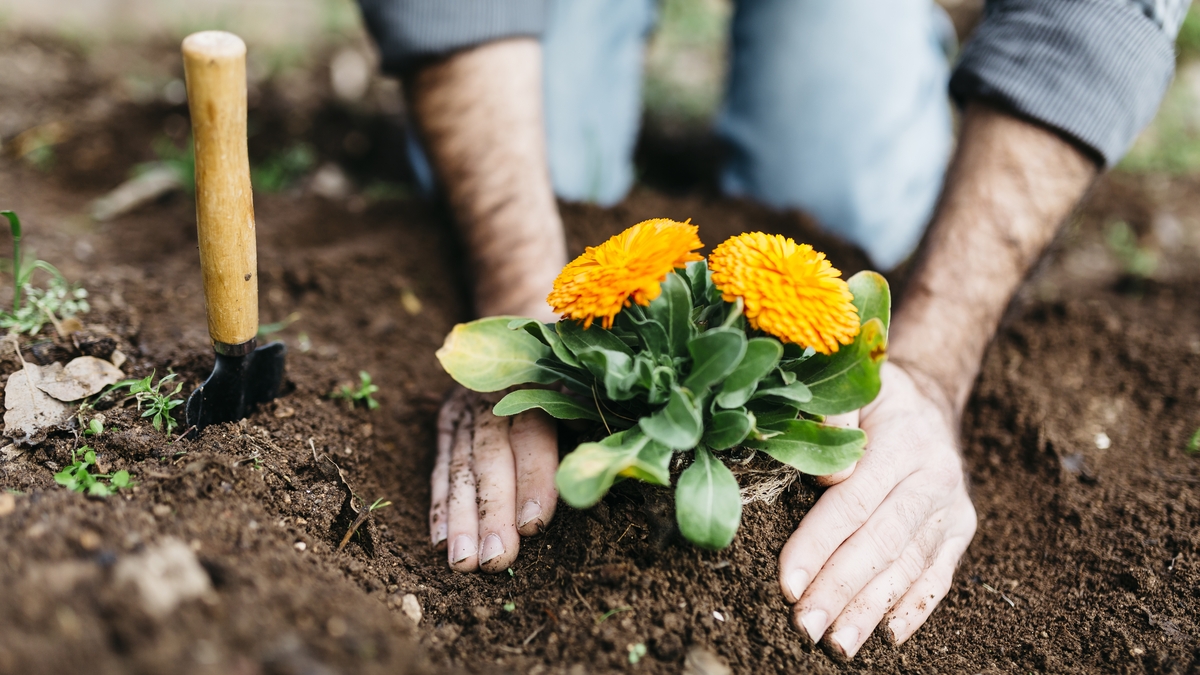 Spring bulbs and Spring Cleaning – what to do in your garden for Spring?