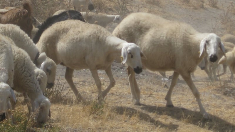 Today's descendants of the first domestic sheep of Central Anatolia