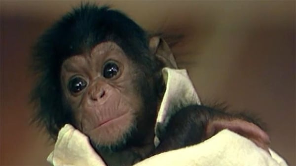 Jamie The Chimp on The Late Late Show, 1990