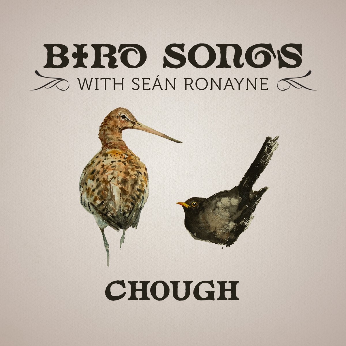 Chough | Bird Songs with Seán Ronayne