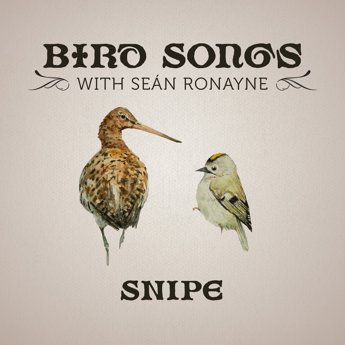 Snipe | Bird Songs with Seán Ronayne