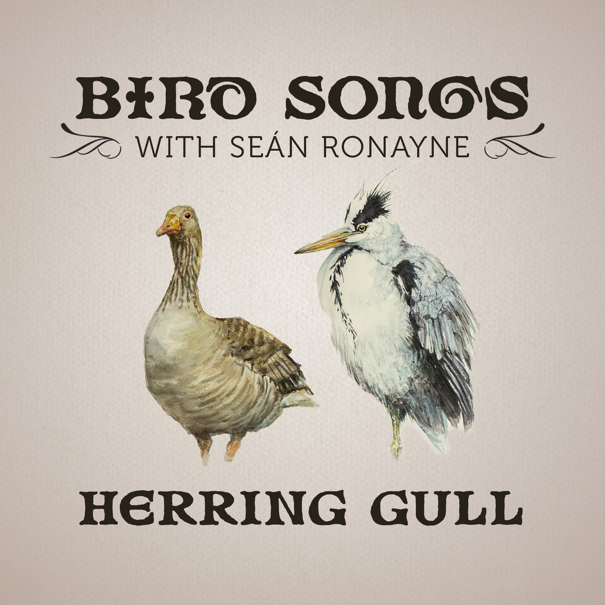 Cormorant | Bird Songs with Seán Ronayne