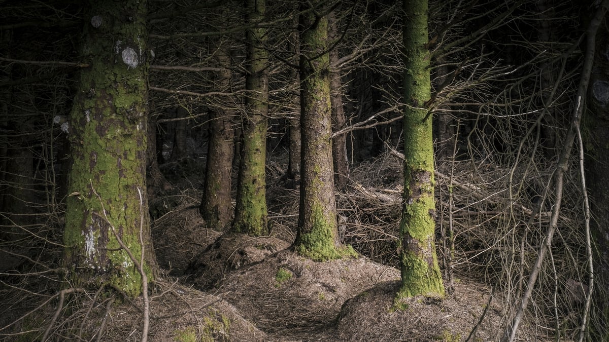 Tús Áite: Leabhar an Sitka