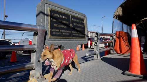 A dog enters and leaves the Paso del Norte International Bridge in Ciudad Juarez, Mexico, on the border with the US