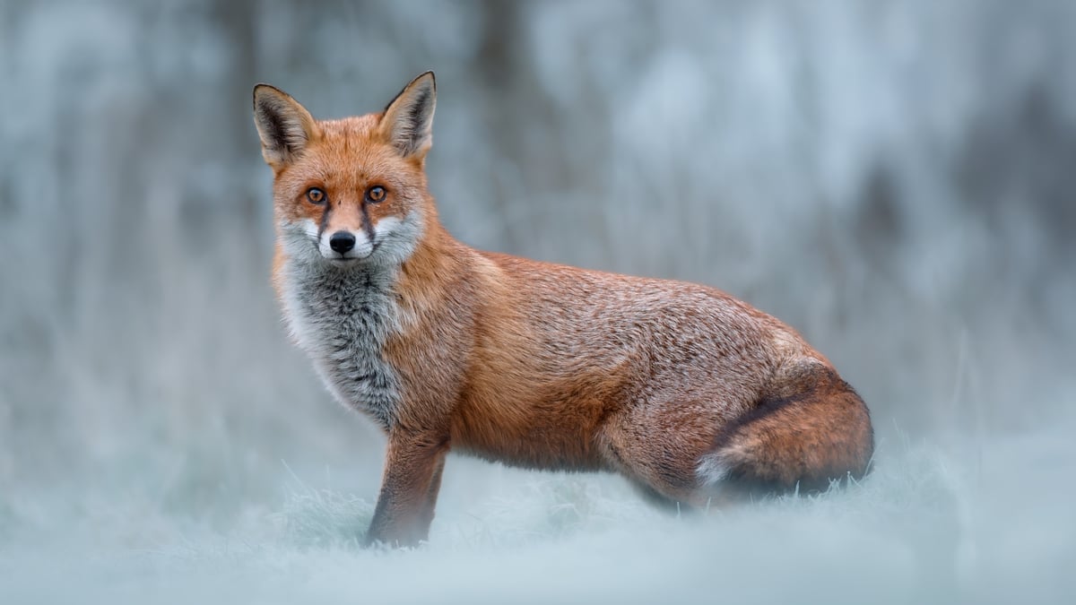 The Red Fox