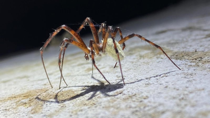 A common cave spider in the early stage of infection by Gibellula attenboughii (Image: Tim Fogg)