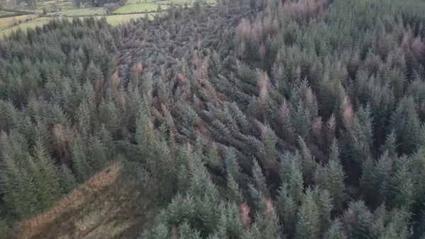 Ross Buchanan estimates that around half of the trees on his site in Co Monaghan were lost in the storm