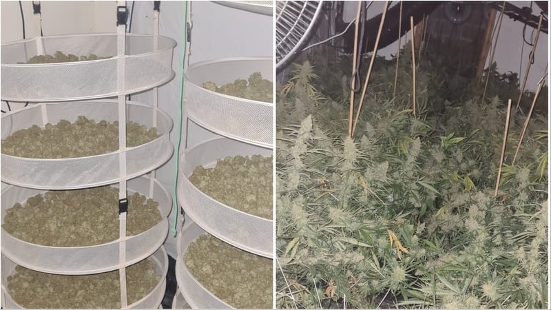 60 cannabis plants with an estimated value of over €48,000 were seized