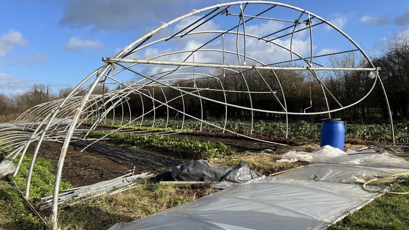 A destroyed polytunnel belonging to organic farmer Dermot O'Mara in Galway