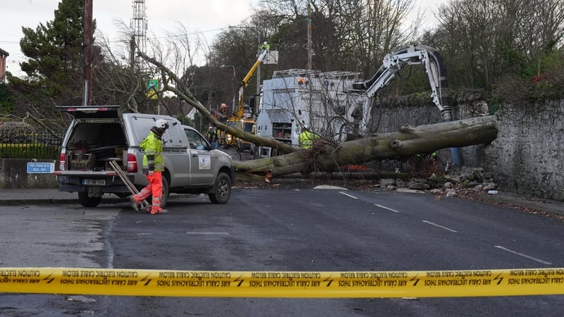 ESB staff survey a tree that fell out from the Phoenix Park and onto a road during high winds from Storm Éowyn