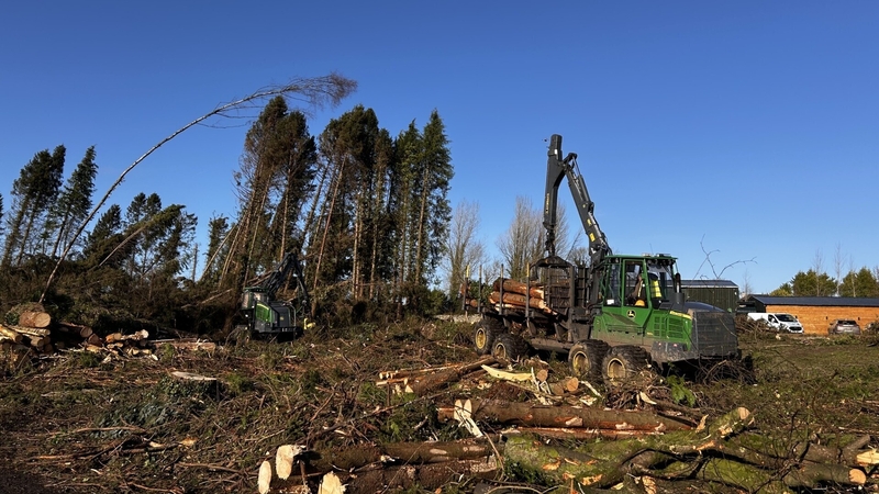Trees damaged by Storm Éowyn being cleared from Mote Park Forest