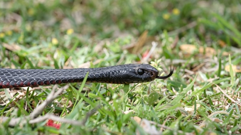 The red-bellied black snake's bite is toxic