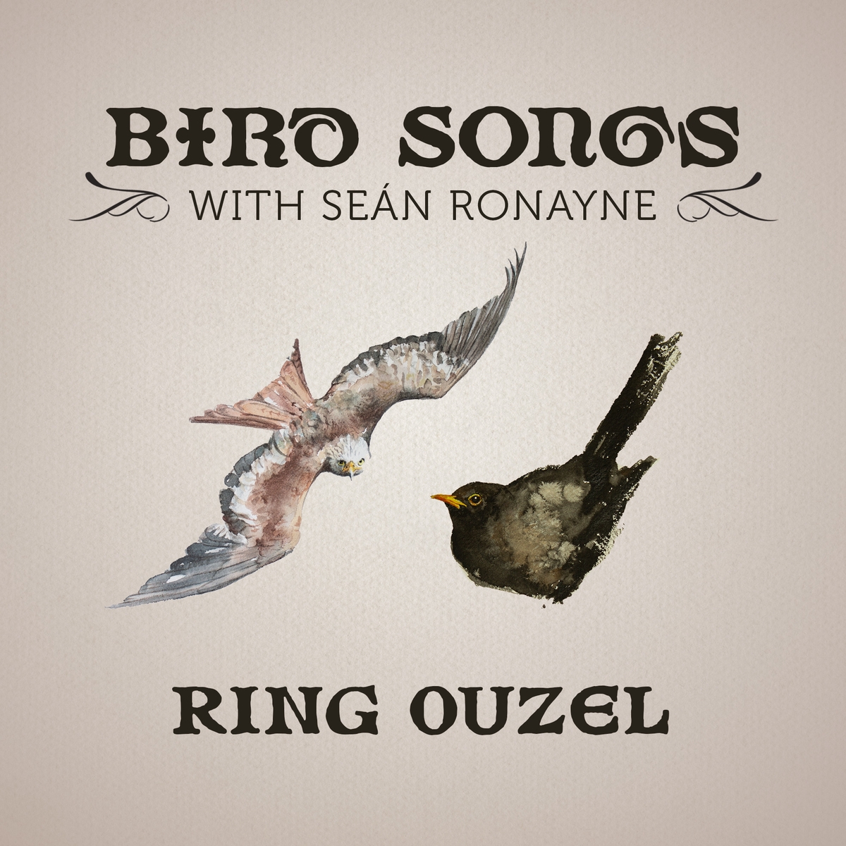 Ring Ouzel | Bird Songs with Seán Ronayne
