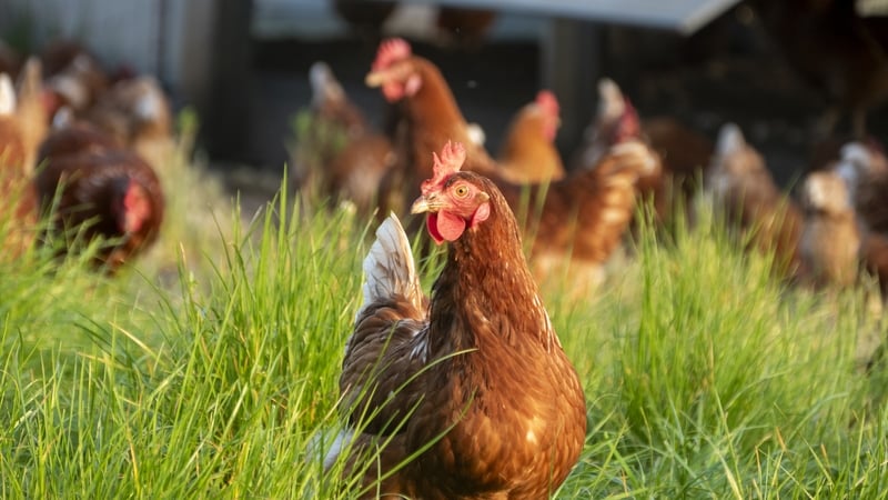 A housing order is currently in place for all poultry and captive birds in Ireland
