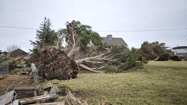 Trees were brought down across the country during the storm