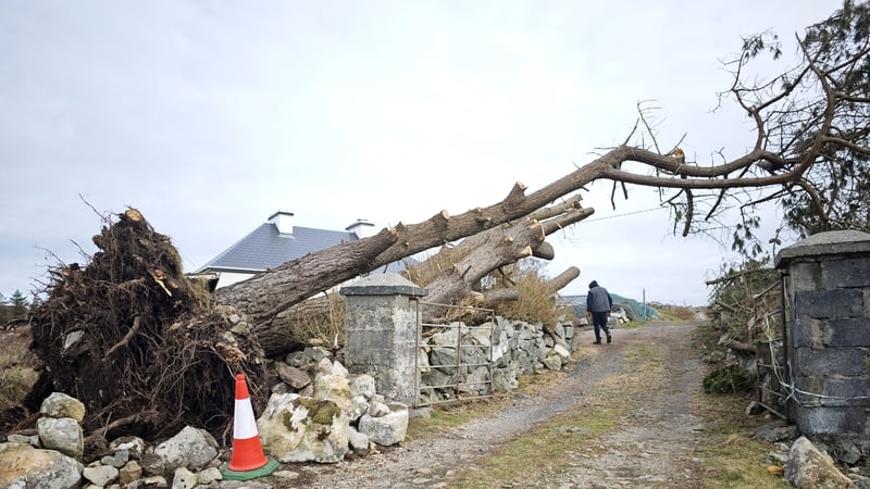 A downed tree outside a house in Casla, Conamara (Photo: RollingNews)