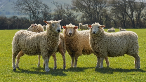 Farming organisations highlighted their concerns when they appeared before the Oireachtas Agriculture Committee