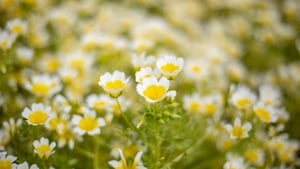 The cost of nature restoration show image