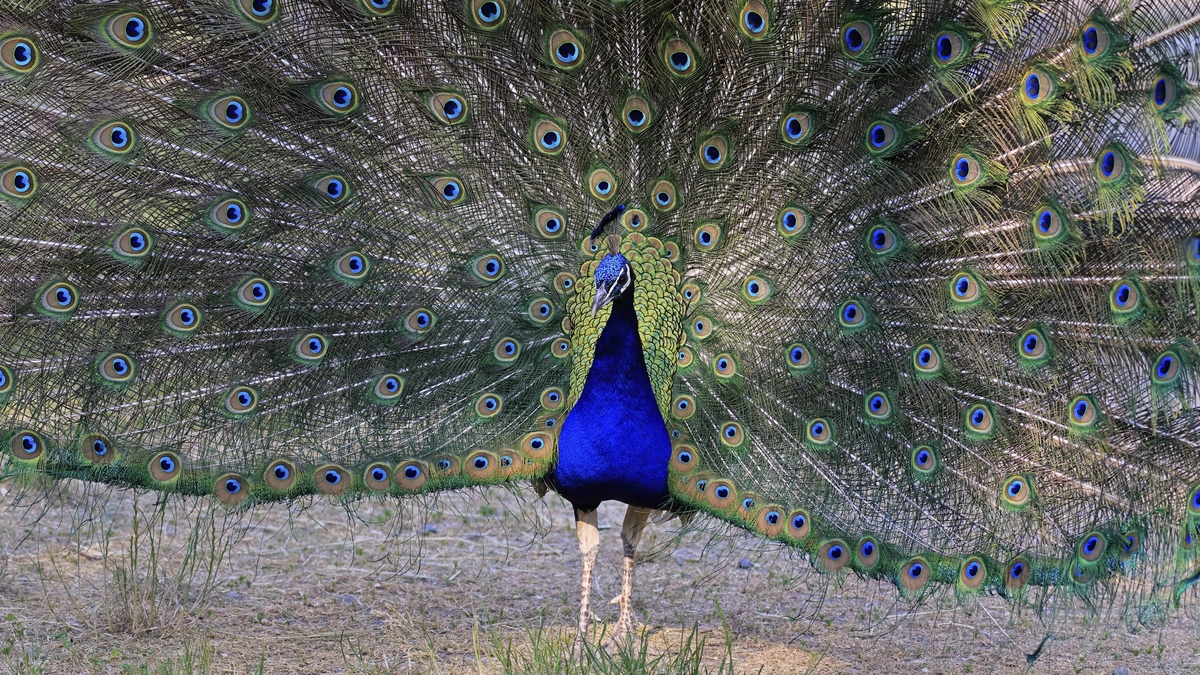 Proud as a Peacock: looking at mating displays in the animal kingdom