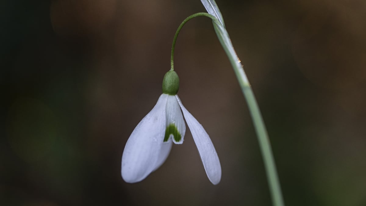 Mooney Goes Wild Monday 10 February 2025