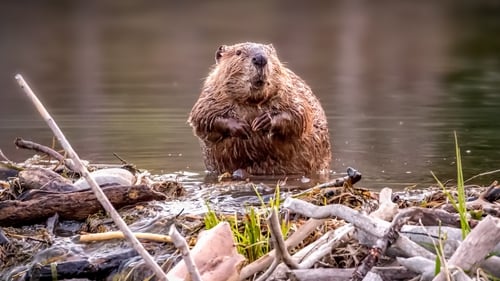 Among nature's great engineers, beavers and their inventions have long been championed by environmentalists for their ability to protect against flooding, improve water quality and boost wildlife