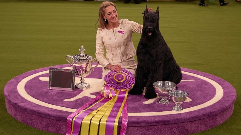 Monty took the prize after coming runner up twice