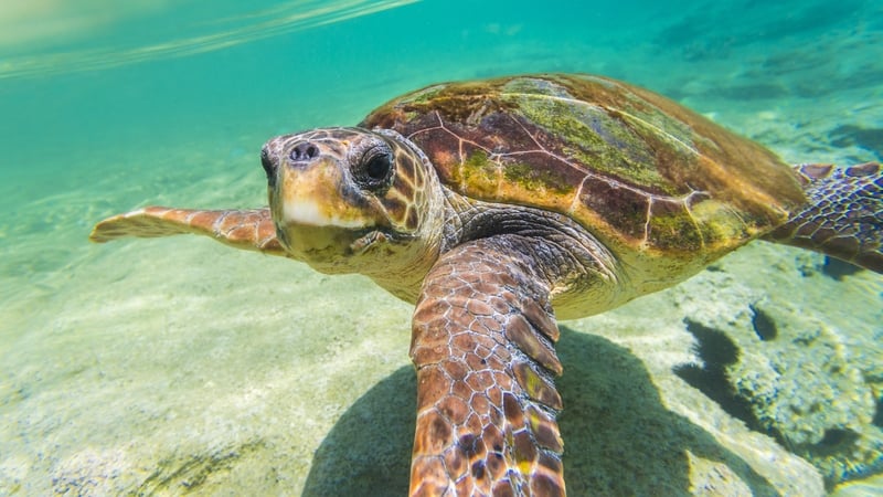 The study involved young loggerhead turtles