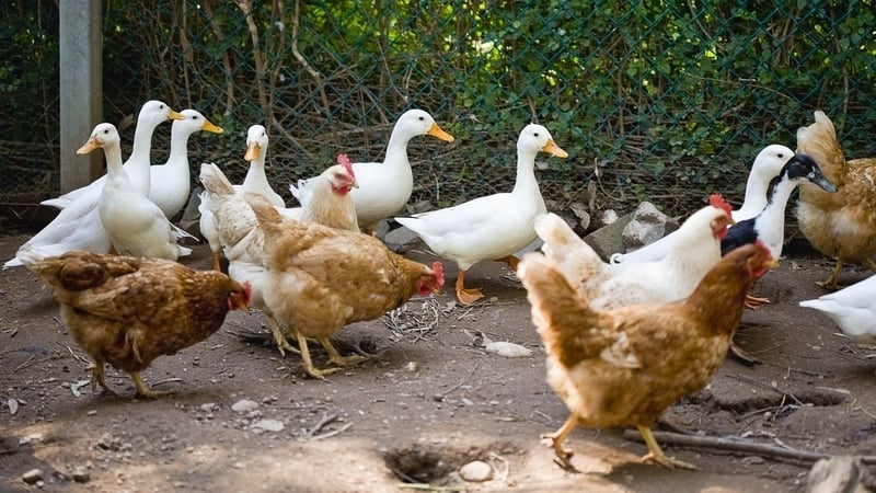 If confirmed, it would be the first outbreak in a commercial flock this year following confirmation of several incidents in the wild bird population