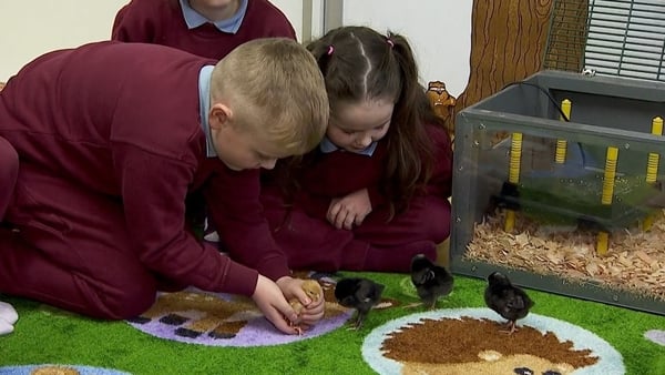 Scoil Chaitríona Infants School in Coolock, County Dublin show us their baby chicks!