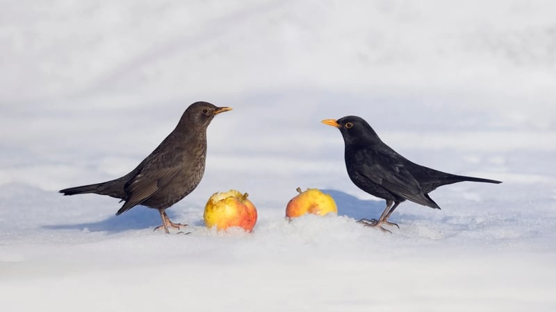 Looking for love.... Photo: Royal Society for the Protection of Birds