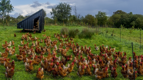 All free range birds must be brought indoors for the duration of the order (Stock image)