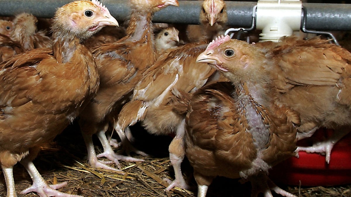 Stressful time for turkey farmers near Fota due to bird flu outbreak