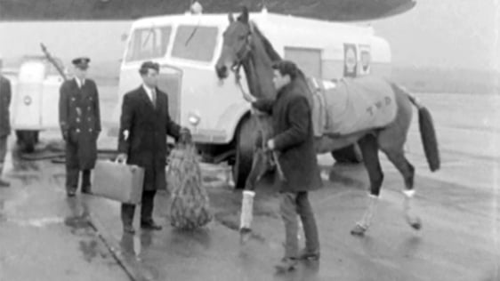 Racehorse Arkle leaves Dublin Airport for the Cheltenham National Hunt Festival in 1965.