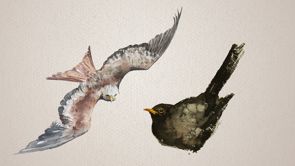 Bird Songs with Seán Ronayne: The Ring Ouzel