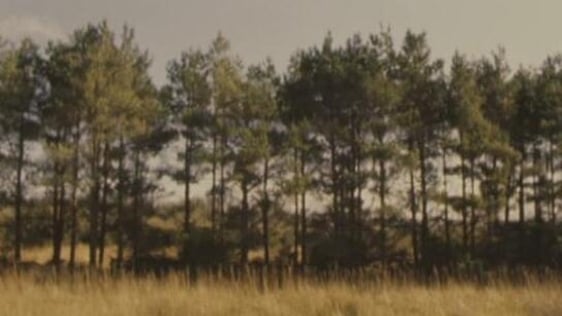 Plans for afforestation in Roscommon