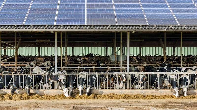 Dutch farm stable with dairy cows and a roof with solar panels. Photo: Getty Images